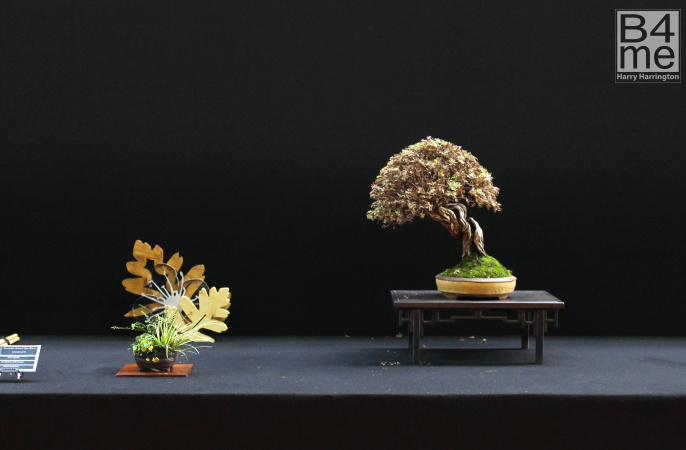 potentilla bonsai